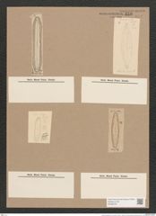 Navicula instabilis A.Sch. (de-Toni-Nr.: Genus 1, Species 154) Zeichnungen Sammlung Grunow Nr. 459 (NHMW-BOT-W0366787)